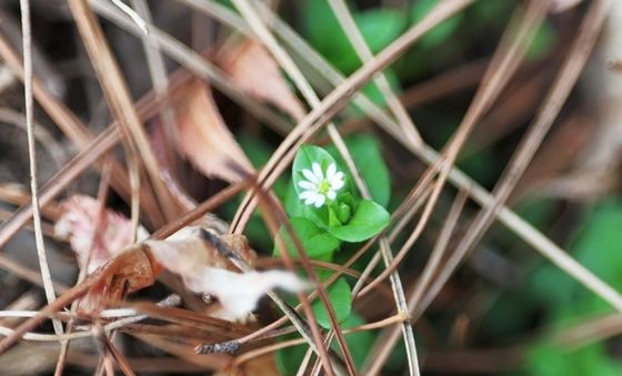 팔공산 국립공원 별꽃 개화