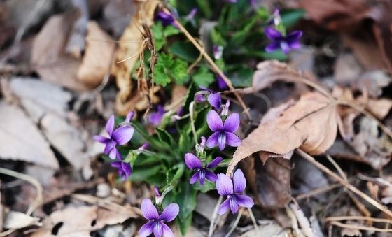 팔공산 국립공원에 핀 제비꽃