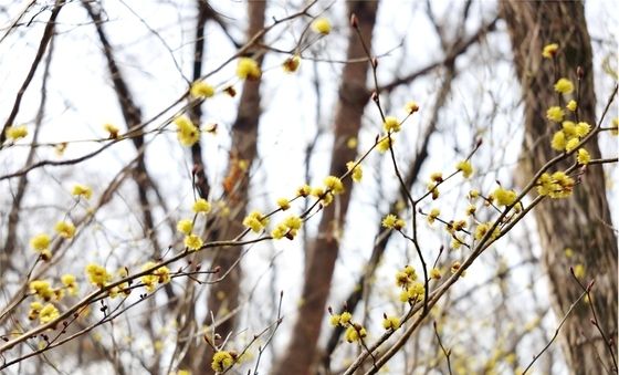 팔공산 국립공원에 핀 생강나무 꽃