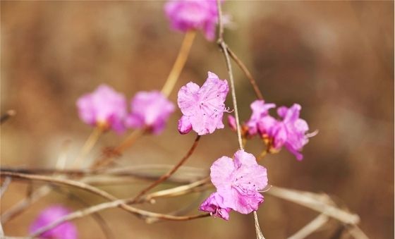 팔공산 국립공원에 핀 진달래 꽃