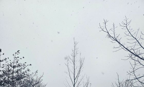 산불 현장에 내리는 눈