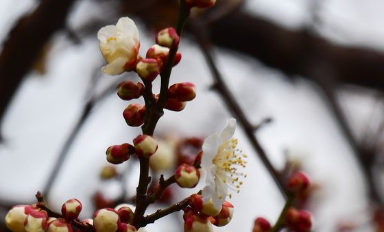 팝콘 터지듯 피어나는 매화꽃