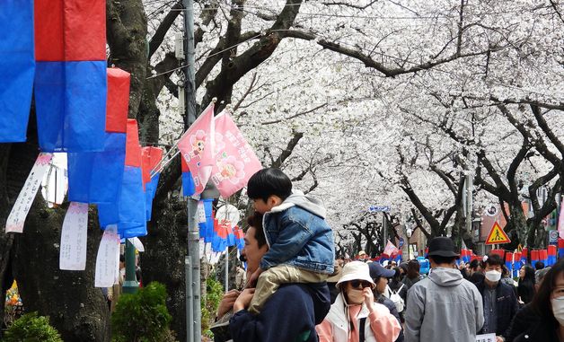 아빠 목마 타고 벚꽃 구경