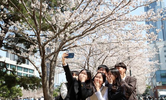 만우절 앞두고 교복 입고 벚꽃 구경