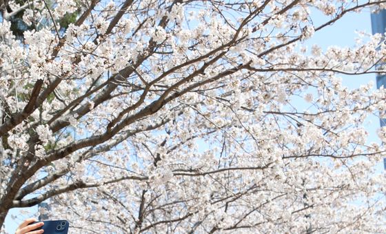 만우절 앞두고 교복 입고 벚꽃 구경