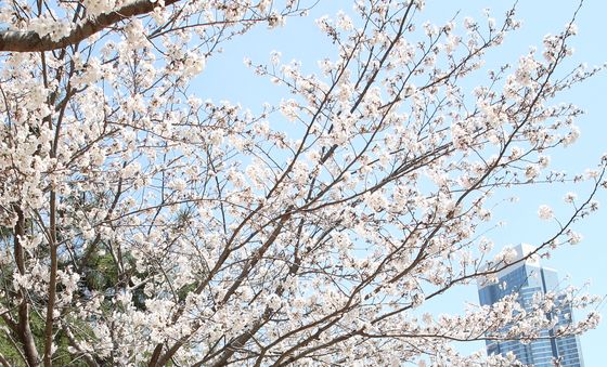 만우절 앞둔 캠퍼스…'벚꽃보다 우리가 더 예쁘죠?'