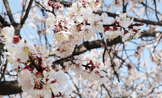 여의도 살구꽃 활짝…벚꽃은 아직