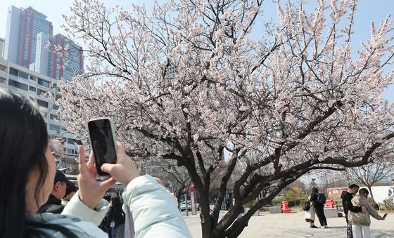 여의도 봄꽃 활짝