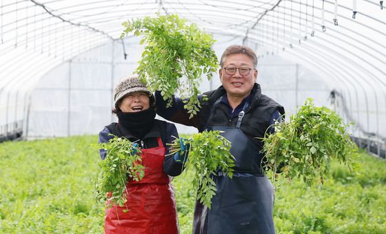 부드럽고 향이 좋은 봄미나리 수확