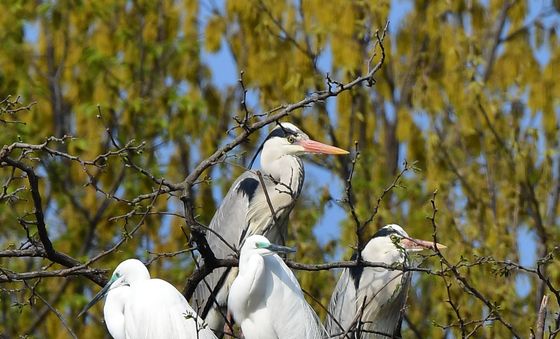 내집 마련한 백로와 왜가리 부부