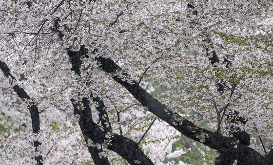 비바람 몰아치는 4월