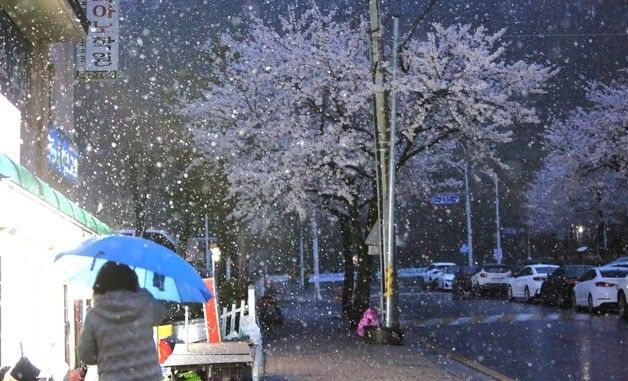 벚꽃 위로 내리는 눈