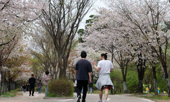 '반바지 입고' 벚꽃 산책