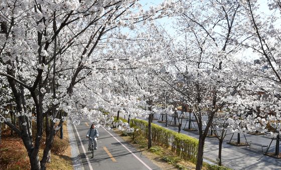 철길 숲 벚꽃길 따라서