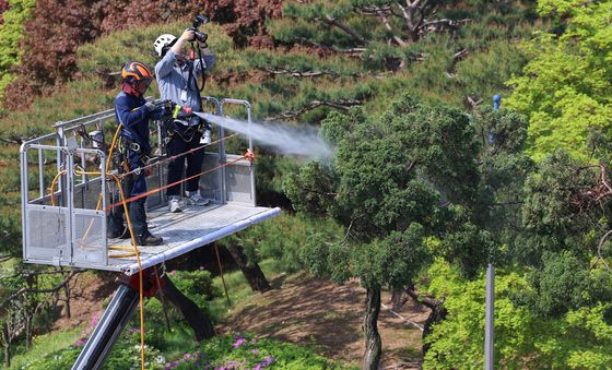 법의 날 앞두고 세척하는 천년향