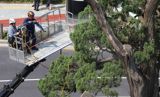 물세척하는 천년향
