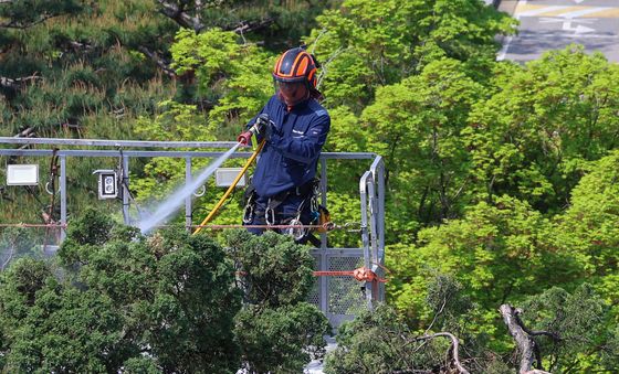 물세척하는 천년향