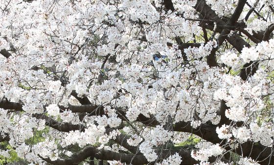 어느새 벚꽃 절정