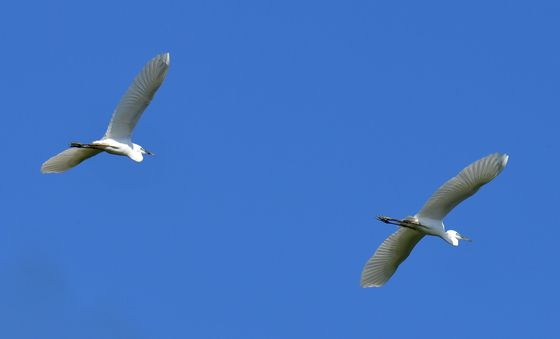 백로의 아름다운 비행