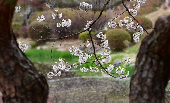 벚꽃잎 가득한 보문정