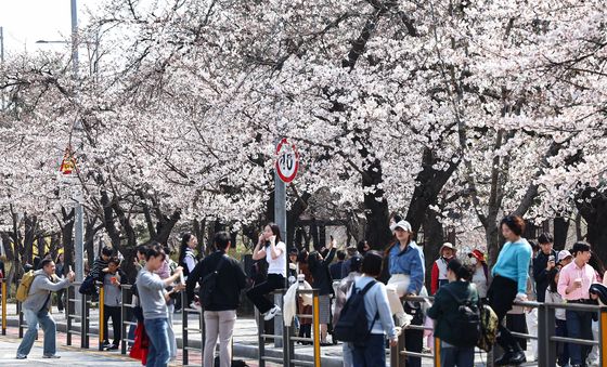 '벚꽃 아래에서'