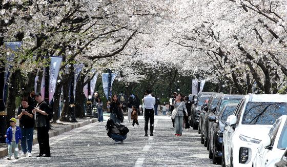 벚꽃 흩날리는 휴일
