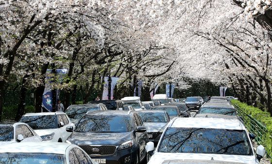 뛰뛰빵빵 붐비는 벚꽃명소