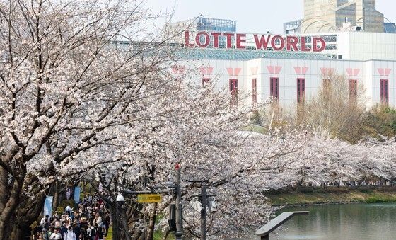 롯데월드 어드벤처와 즐기는 벚꽃놀이