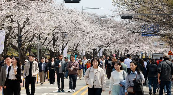 평일에도 인파 가득한 여의도 벚꽃축제