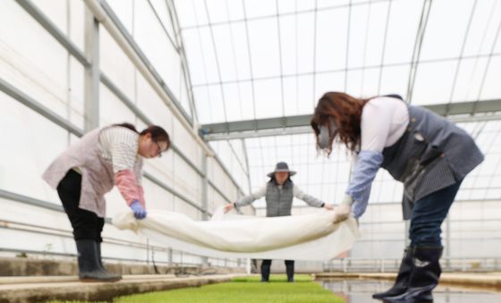 벼농사 시작, 올바른 종자 소독·건전 모 관리부터