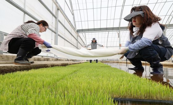 본격적인 벼농사 시작