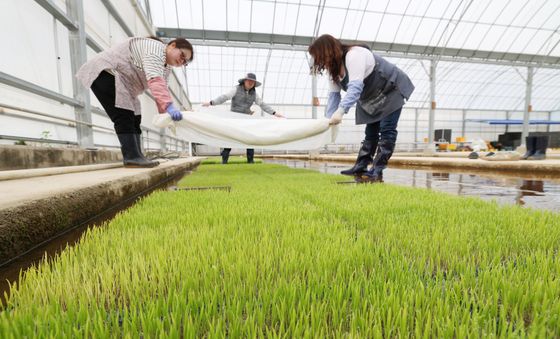 벼농사 시작, 올바른 종자 소독·건전 모 관리부터