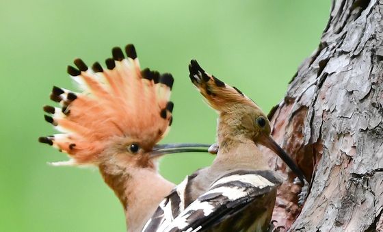 가정의 달 맞은 후투티 부부