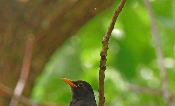 황성공원 찾아온 대룩검은지빠귀