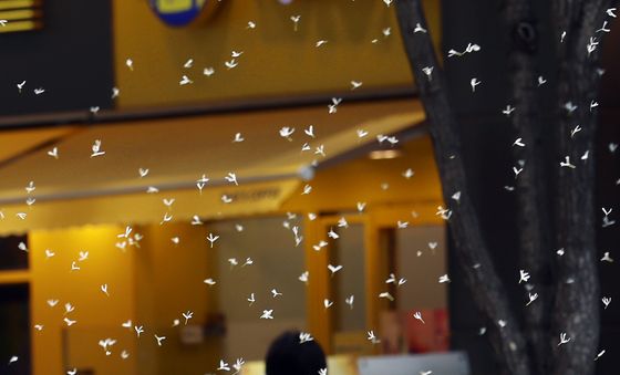 눈꽃처럼 날리는 이팝나무 꽃