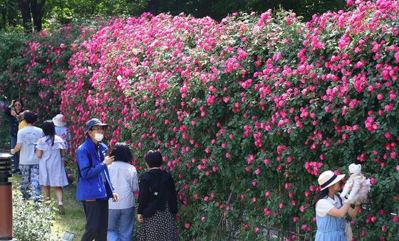 활짝 핀 장미꽃