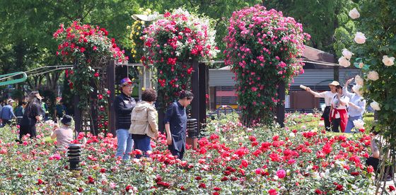 '로즈데이' 장미 꽃밭 산책