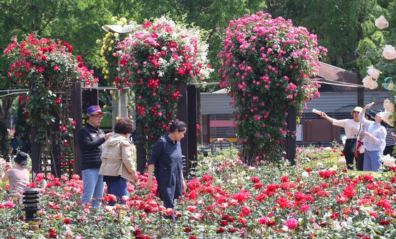 '로즈데이' 장미 감상