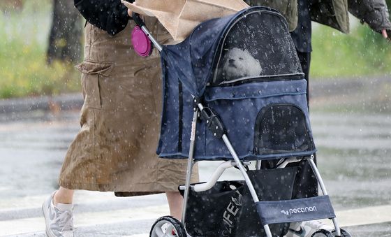 젖은 치마와 개모차 풍경