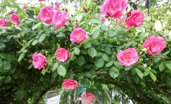 '장미터널 속으로'