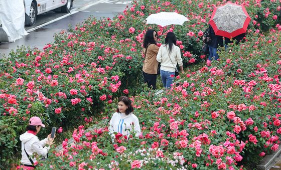 '장미꽃밭 속으로'
