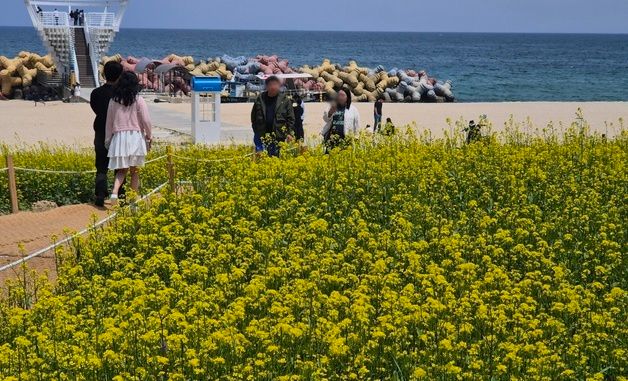 강릉에 활짝핀 유채꽃