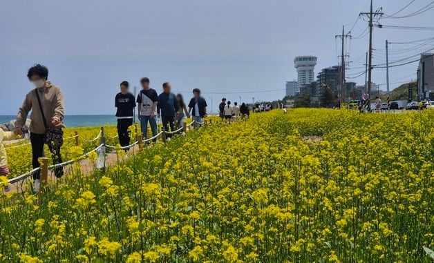 강릉에 활짝핀 유채꽃