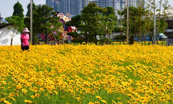 금계국이 피었습니다