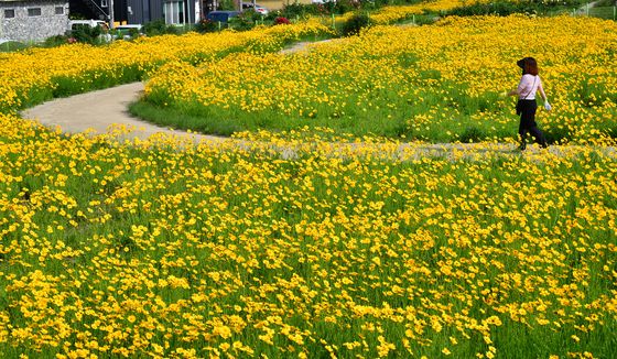 금계국 반기는 산책