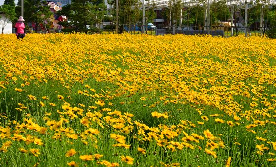 금계국 향기 따라서