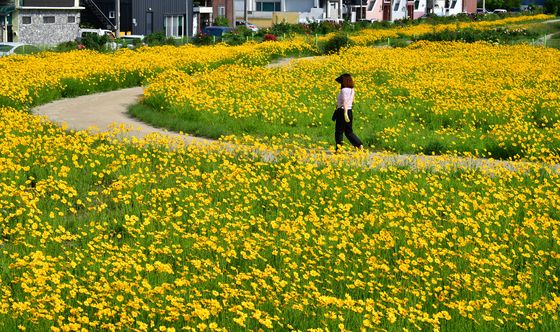 도심 속 금계국 밭