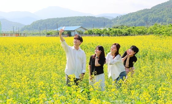 청도 풍각면 유채꽃밭 '감성 명소'