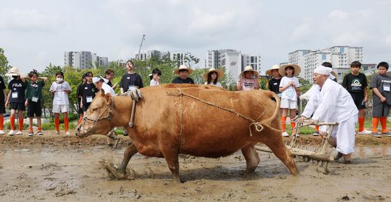 두 마리의 소가 끄는 겨릿소 써레질