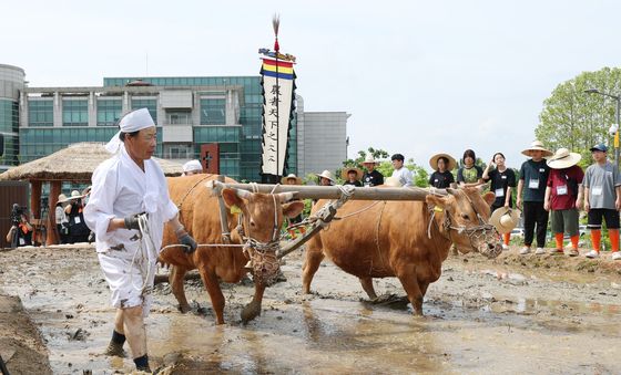 두 마리의 소가 끄는 겨릿소 써레질